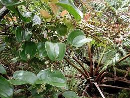 Image result for Smilacaceae