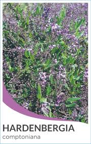 Image result for Hardenbergia comptoniana