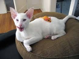 13 Albino Animals Kedi