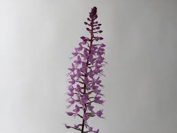 Image result for Stenoglottis