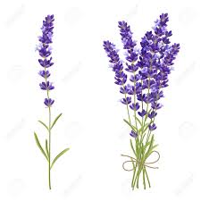 Download lavender plant stock vectors. Fresh Cut Fragrant Lavender Plant Flowers Bunch And Single 2 Royalty Free Cliparts Vectors And Stock Illustration Image 56989845