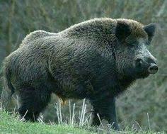 If you are planning to kill a large number of hogs please let us know. 17 Hog Hunting Ideas Hog Hunting Hunting Wild Hog