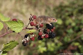Rongeurs Les Petits Poilus Du Jardin Petit Poilu Rongeur Petit Faune