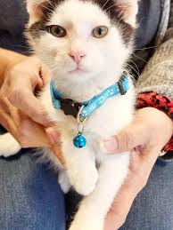 Pet quality trio ready to go to New home Loc iola Kansas Shipping optional  Pm me for more info come from good Malay lines