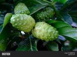 Noni fruits are usually green when picked from the tree. Noni Fruits Tree Image Photo Free Trial Bigstock