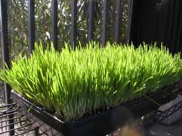 It has been really interesting to growing wheat for the first time, with quite different needs while growing and quite labour intensive to harvest. How To Grow Wheatgrass Growing Instructions With Pictures