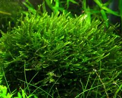 Яванский мох (java moss, vesicularia dubyana) | Plants