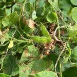 Image result for Rhynchosia viscosa