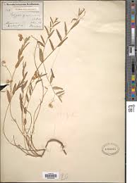 Image result for Polygala sphenoptera