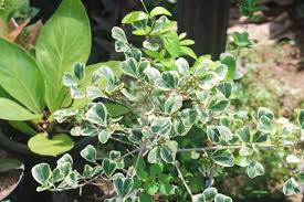 Image result for Ficus triangularis