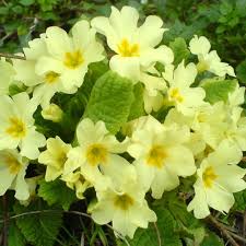 Image result for Primula malacoides