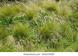 Image result for Cenchrus setaceus