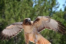 Birds name in hindi and english. Climate Change Forces Red Tailed Hawk To Skip Migration
