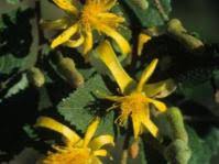 Image result for Grewia microthyrsa