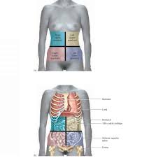Check spelling or type a new query. Surface Anatomy Unity Companies Rr School Of Nursing