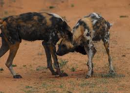 African wild dogs live in packs that are usually dominated by a monogamous breeding pair. African Wild Dog Facts And Photos