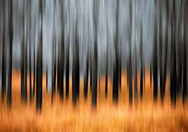 Forest Fire By Kenny Barker 500px Abstract Photography Fire Photography Photo Art