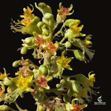 Image result for Erythrophysa