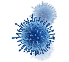 Image result for Mycotoxin