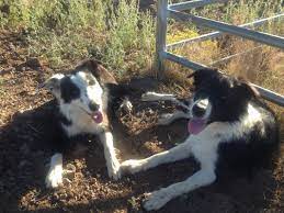Are border collies good kids dogs? Border Collies Butte Ranch Enterprises