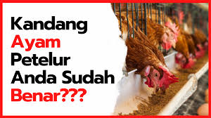 We did not find results for: Apakah Kandang Ayam Petelur Yang Anda Terapkan Sudah Benar