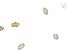 Image result for Whipworm