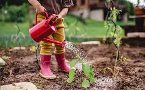 Click any of the following sections to explore nga's most frequently used resources. All Plants Want To Live They Are On Your Side A Beginner S Guide To Gardening Gardening Advice The Guardian