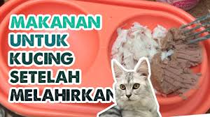 Maybe you would like to learn more about one of these? Makanan Kucing Setelah Melahirkan Bikin Nafsu Makan Kembali Cat Food After Giving Birth Youtube
