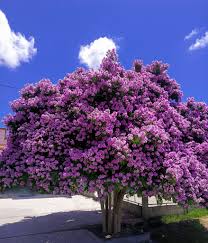 Cây Bằng Lăng Tím, cây công trình, cây cảnh quan sân vườn, cây gỗ lớn, chuẩn giống - nhanong24h cấp cây giống uy tín