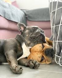Always Together Bulldog Puppies Cute Animals French Bulldog Puppies