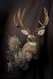 After all, you worked hard for that big mule deer or whitetail buck. 13 Mule Deer Mounts Ideas Deer Mounts Mule Deer Deer