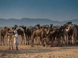 Thank you hope it helps. Pushkar Camel Fair Getting Down And Dirty Gonomad Travel