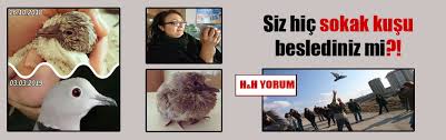 Siz Hic Sokak Kusu Beslediniz Mi