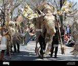 Image result for picture of a moose standing next to an adult human
