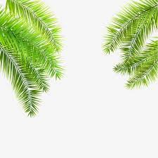 Summer Tropical Palm Leaves Hanging On Transparent Background Nature Clipart Palm Vector Png And Vector With Transparent Background For Free Download In 2021 Leaves Illustration White Background Wallpaper Plant Vector