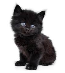 There is minimal support from your team, and most of the women who work there engage in gossip with little to no interference by management. Westgate Pet Clinic Minneapolis And Edina Veterinarian
