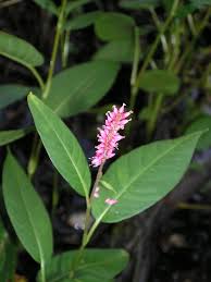 Image result for Persicaria glomerata