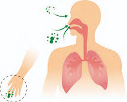 The bacteria takes advantage of an individual's weakened immune system to create an infection and this organism also produces. Mukoviszidose Pseudomonas Aeruginosa Infectopharm Wissen Wirkt