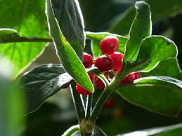 Image result for Psychotria kirkii
