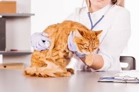Heavy Breathing In Cats Reasons Treatment Prevention