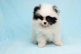 Teacup teddy bear puppies for sale in ohio, oh. Teddy Bear Pomeranian Puppies For Sale Near Me Shop Clothing Shoes Online