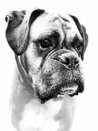 Black And White Boxer Dog Art Pin By Robin Fox On Boxers The Breed You Ll Love In 2020 Boxer Dogs Art Brindle Boxer Boxer Dogs