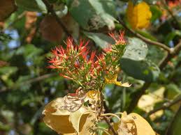 Image result for Combretum paniculatum