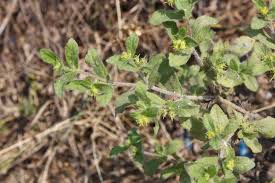 Image result for Acanthospermum