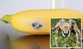 If you happen to be in a situation wherein you're bitten by one of these spiders, you may experience several symptoms, such as sweating, goosebumps and severe burning pain at the site of the bite. Brazilian Wandering Spider Whose Bite Gives Men Four Hour Erection Found In Tesco Bananas Uk News Express Co Uk
