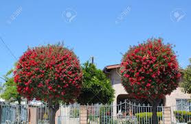 A few flowers may also be produced during summer. Red Flowers On Trees In California Stock Photo Picture And Royalty Free Image Image 76241491