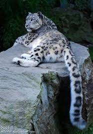 Search through thousands of adverts for kittens & cats for sale in the uk, from pets4homes, the uks most popular free pet classifieds. Snow Leopard Kittens Drone Fest