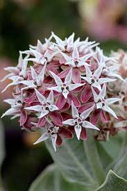 Asclepias Speciosa Davis Butterfly Plants Asclepias Milkweed
