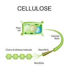 Which helps to protect and support the cell. 573 Cell Wall Illustrations Clip Art Istock