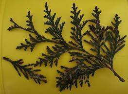 Image result for didymascella thujina